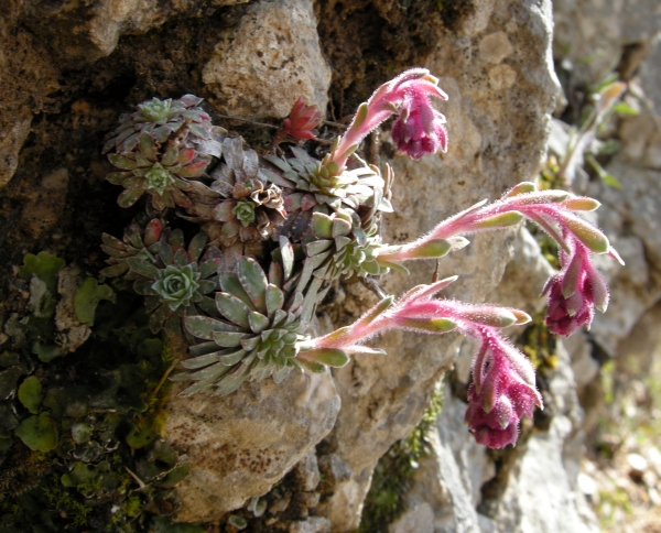 Saxifraga porophylla / Sassifraga porosa